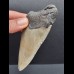 11,0 cm großes Zahnfragment des Carcharocles Megalodon