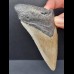 11,0 cm großes Zahnfragment des Carcharocles Megalodon