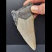 11,0 cm großes Zahnfragment des Carcharocles Megalodon