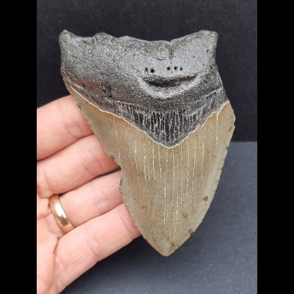 10,1 cm grauer Zahn des Megalodon