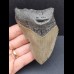 10,1 cm grauer Zahn des Megalodon