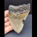 10,1 cm grauer Zahn des Megalodon