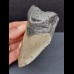 10,1 cm grauer Zahn des Megalodon
