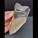10,1 cm gray tooth of the Megalodon