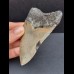 10,1 cm grauer Zahn des Megalodon