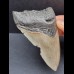 10,1 cm gray tooth of the Megalodon