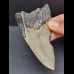 10,1 cm gray tooth of the Megalodon