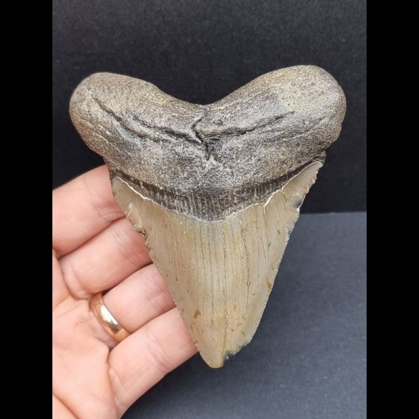 9,8 cm großer Zahn des Megalodon 