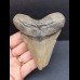 9,8 cm großer Zahn des Megalodon 