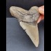 9,8 cm großer Zahn des Megalodon 