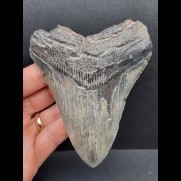 11,1 cm gebogener Zahn des Megalodon