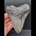 11,1 cm gebogener Zahn des Megalodon