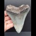 11,1 cm gebogener Zahn des Megalodon