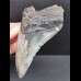 11,1 cm gebogener Zahn des Megalodon