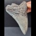 11,1 cm gebogener Zahn des Megalodon