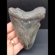10,5 cm blue-gray tooth of the Megalodon