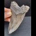 10,5 cm blaugrauer Zahn des Megalodon