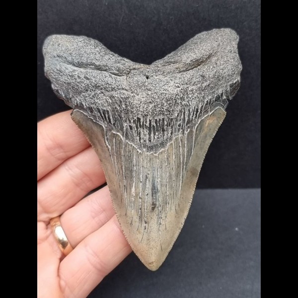 10,2 cm dolchförmiger blaugrauer Zahn des Megalodon