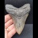 10,2 cm dolchförmiger blaugrauer Zahn des Megalodon