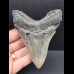 10.2 cm dagger-shaped blue-gray tooth of the Megalodon