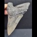 10.2 cm dagger-shaped blue-gray tooth of the Megalodon