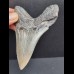 10.2 cm dagger-shaped blue-gray tooth of the Megalodon