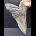 10,2 cm dolchförmiger blaugrauer Zahn des Megalodon