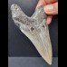 10,2 cm dolchförmiger blaugrauer Zahn des Megalodon