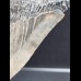 10.2 cm dagger-shaped blue-gray tooth of the Megalodon