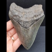 11,9 cm blaugrauer Zahn des Megalodon