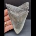 11,0 cm massiger Zahn des Megalodon