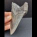 11,0 cm massiger Zahn des Megalodon