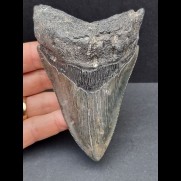 11,0 cm massiger Zahn des Megalodon