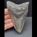11,0 cm massiger Zahn des Megalodon