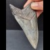 11,0 cm massiger Zahn des Megalodon