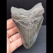 10,5 cm tooth of the Megalodon with blue enamel