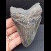 10,5 cm tooth of the Megalodon with blue enamel