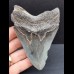 10,5 cm tooth of the Megalodon with blue enamel