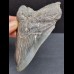 10,5 cm tooth of the Megalodon with blue enamel