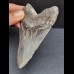 10,5 cm tooth of the Megalodon with blue enamel