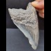 10,5 cm tooth of the Megalodon with blue enamel