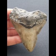 8,2 cm gray tooth of the Megalodon