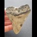 8,2 cm grauer Zahn des Megalodon