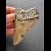 8,2 cm grauer Zahn des Megalodon