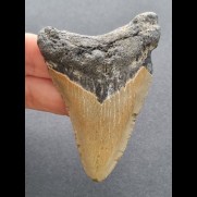 7,8 cm large tooth of the Megalodon with reddish coloration