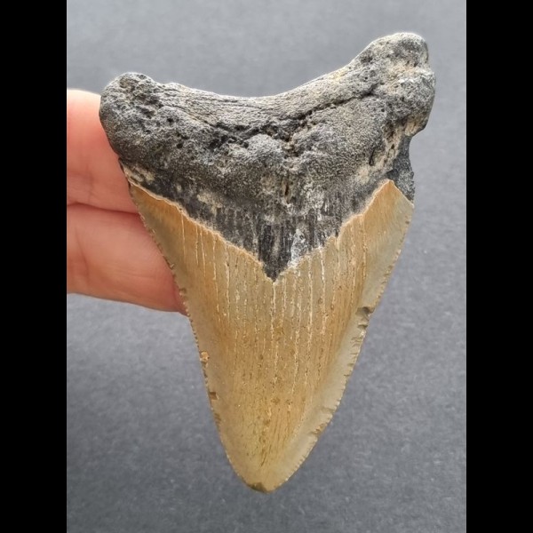 7,8  cm großer Zahn des Megalodon mit rötlicher Färbung