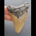 7,8 cm large tooth of the Megalodon with reddish coloration