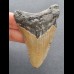 7,8  cm großer Zahn des Megalodon mit rötlicher Färbung