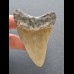 7,8  cm großer Zahn des Megalodon mit rötlicher Färbung