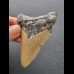 7,8 cm large tooth of the Megalodon with reddish coloration